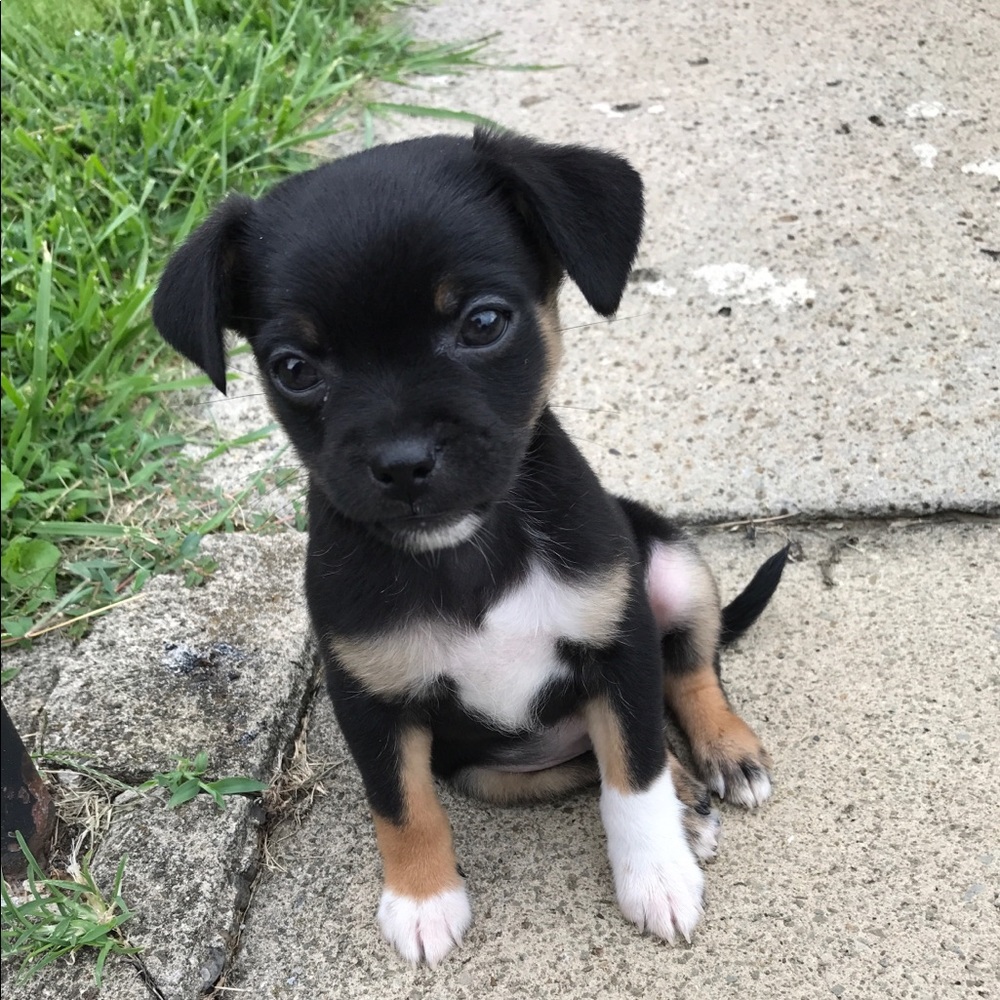 Meet your Posher, Sean